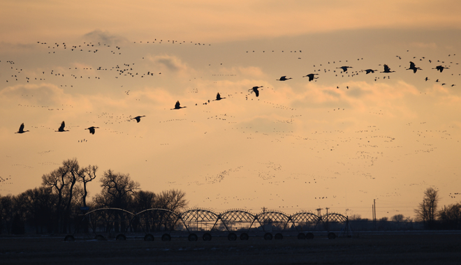 Cranes in flight